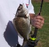 Bream